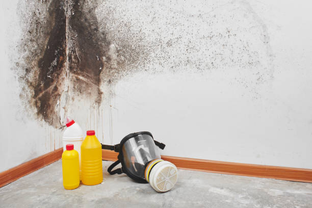Professional Mold Remediation in Fate, TX