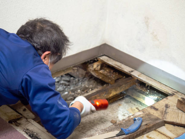 Best Insurance-Related Mold Remediation in Fate, TX