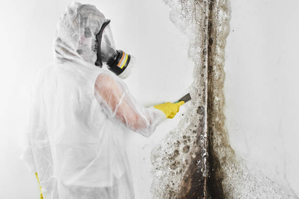 Best DIY Mold Remediation Support Services in Fate, TX