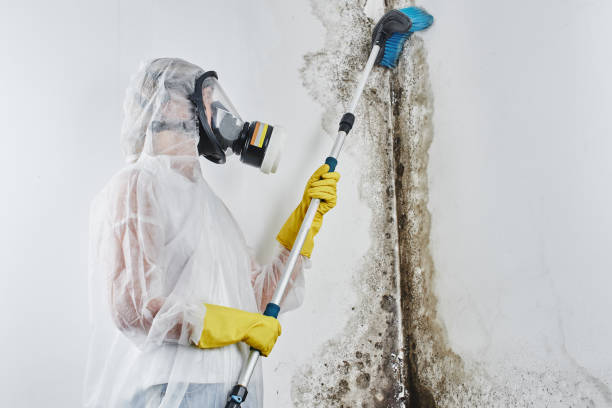 Best Emergency Mold Remediation in Fate, TX