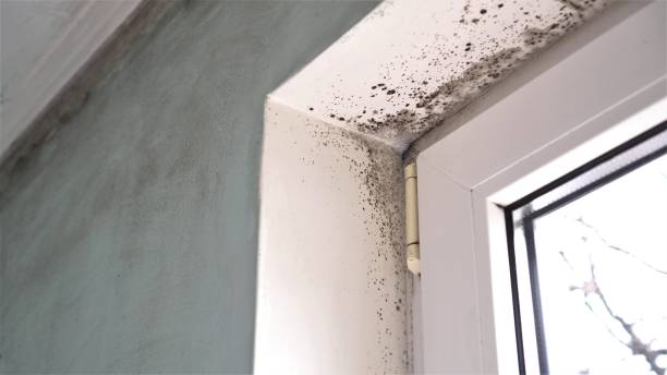 Best White Mold Remediation in Fate, TX