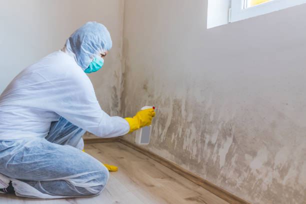 Best Basement Mold Remediation in Fate, TX