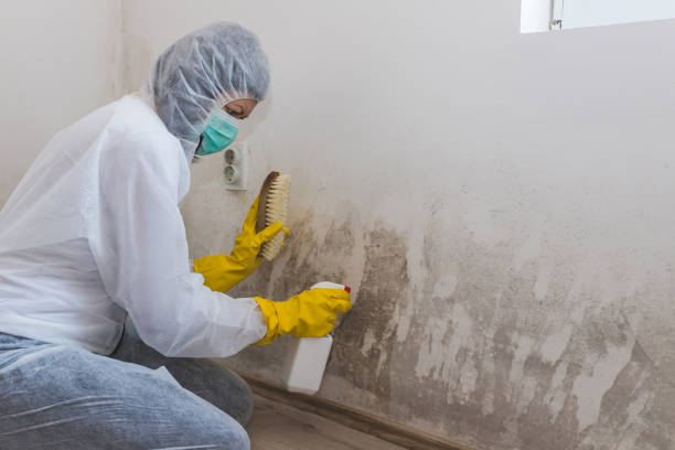 Best Mold Testing and Inspection Services in Fate, TX