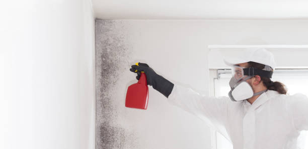 Best Mold Remediation for Schools in Fate, TX