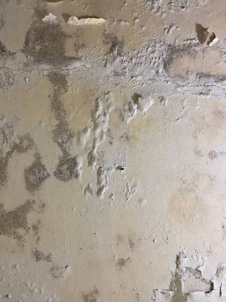 Best Residential Mold Remediation in Fate, TX