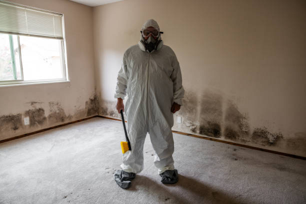 Best HVAC Mold Remediation in Fate, TX