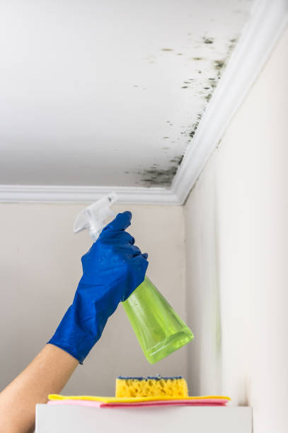 Best Preventive Mold Services in Fate, TX